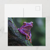 ピンクと紫のツリーフロッグアート ポストカード (正面/裏面)