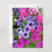 ピンクと紫のペチュニアの花 ポストカード (正面/裏面)