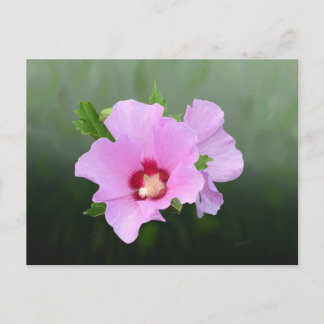 ピンクと紫の葵の花 ポストカード