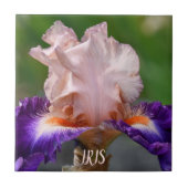 ピンクと紫の髭あめフローラ タイル (正面)