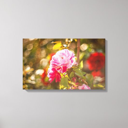 ピンクと赤のバラ キャンバスプリント (正面)