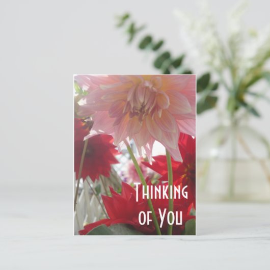 ピンクと赤の葉書のクローズアップDahlia花 ポストカード (スタンド正面)