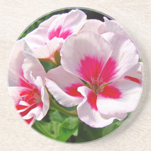 ピンクと赤ゼラニウムフローラ コースター (正面)