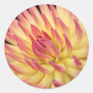 ピンクと黄色のダリアプリント ラウンドシール