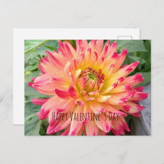 ピンクと黄色のダリア付きのバレンタインデーガキ ポストカード (正面/裏面)