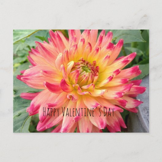 ピンクと黄色のダリア付きのバレンタインデーガキ ポストカード (正面)