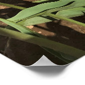 ピンクと黄色のチューリップ ポスター (角)