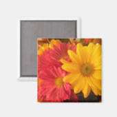 ピンクと黄色のデイジー マグネット (正面/裏面)