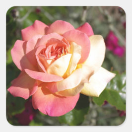 ピンクと黄色のバラの花。可憐な花々 スクエアシール