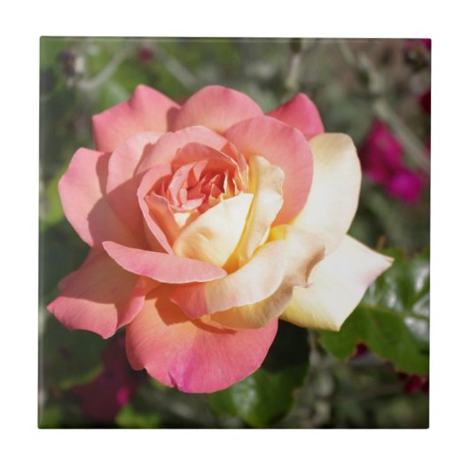 ピンクと黄色のバラの花。可憐な花々 タイル (正面)