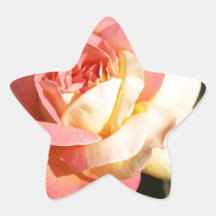 ピンクと黄色のバラの花。可憐な花々