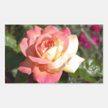 ピンクと黄色のバラの花。可憐な花々