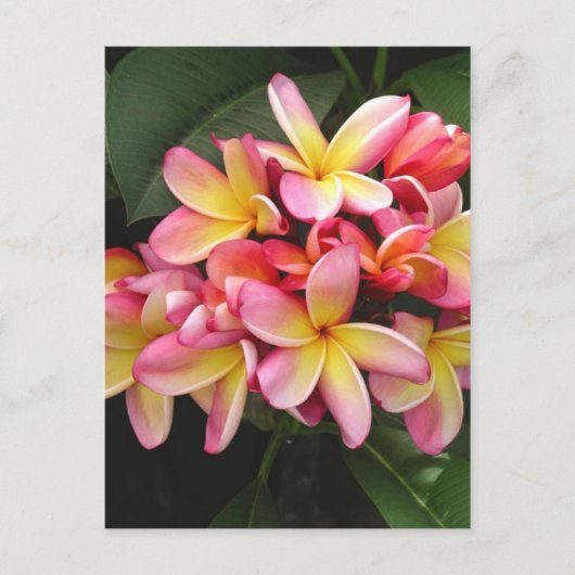 ピンクと黄色のプルメリア熱帯花 ポストカード (正面)