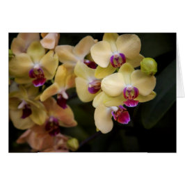 ピンクと黄色のラン