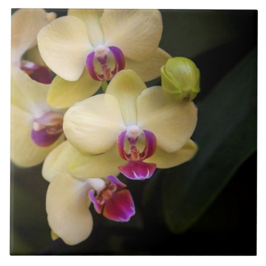 ピンクと黄色のラン タイル (正面)