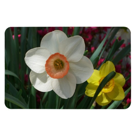 ピンクと黄色の春の花 マグネット (横)