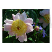 ピンクと黄色の牡丹美しいフローラ (正面横)