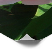 ピンクと黄色の牡丹美しいフローラ ポスター (角)