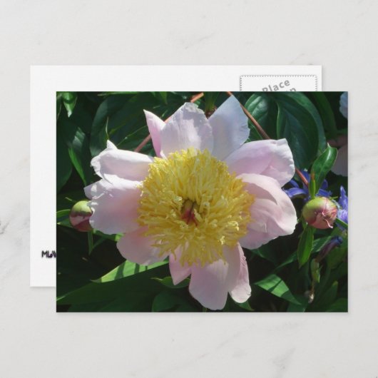 ピンクと黄色の牡丹美しいフローラ ポストカード (正面/裏面)