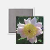 ピンクと黄色の牡丹美しいフローラ マグネット (正面/裏面)