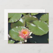 ピンクと黄色の花はがき ポストカード (正面/裏面)