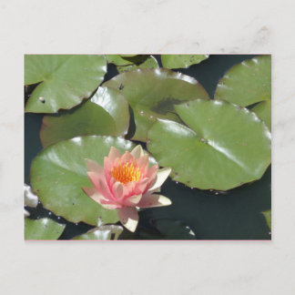 ピンクと黄色の花はがき ポストカード