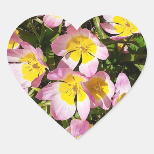ピンクと黄色の花 ハートシール (正面)