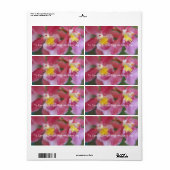 ピンクと黄色の蘭 ラベル (フルシート)