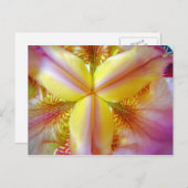 ピンクと黄色の虹彩 ポストカード (正面/裏面)