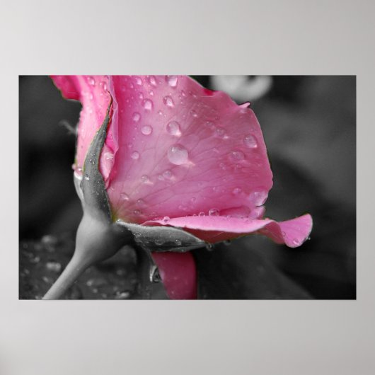 ピンクと黒のポスター ポスター (正面)