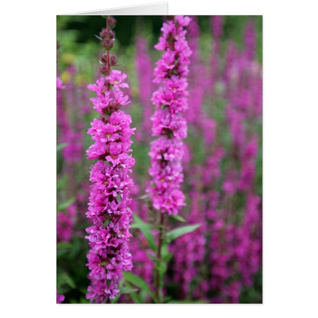 ピンクによっては空白のなカードが開花します (正面)