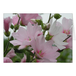 ピンクによってはImpatiens家族が開花します