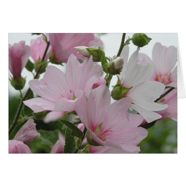 ピンクによってはImpatiens家族が開花します (正面横)