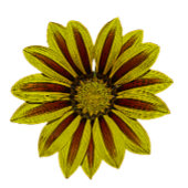 ピンクに小さな黄色いヒマワリがあるビーチサンダル ビーチサンダル