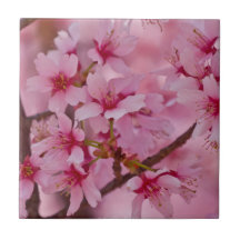 ピンクに染まる日本の桜