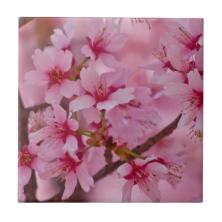 ピンクに染まる日本の桜 タイル