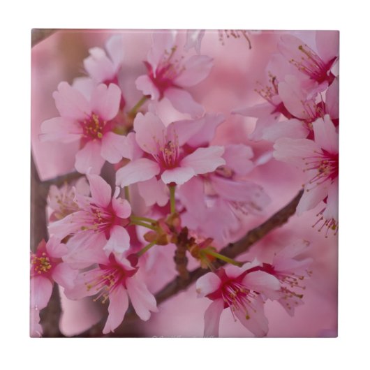 ピンクに染まる日本の桜 タイル (正面)