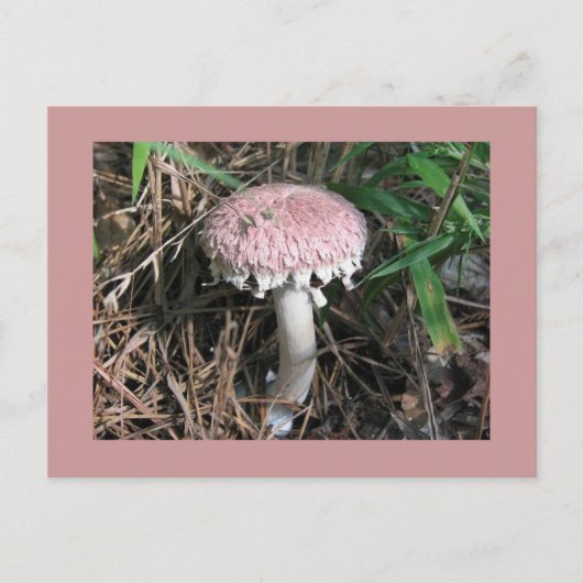 ピンクのきのこ ポストカード (正面)
