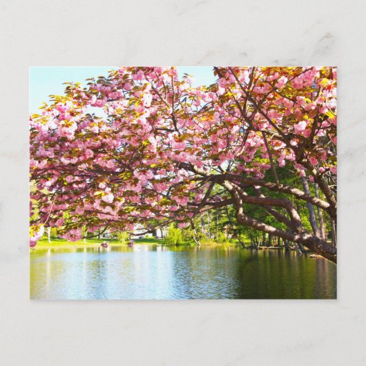 ピンクのさくらんぼがフル開花 ポストカード (正面)