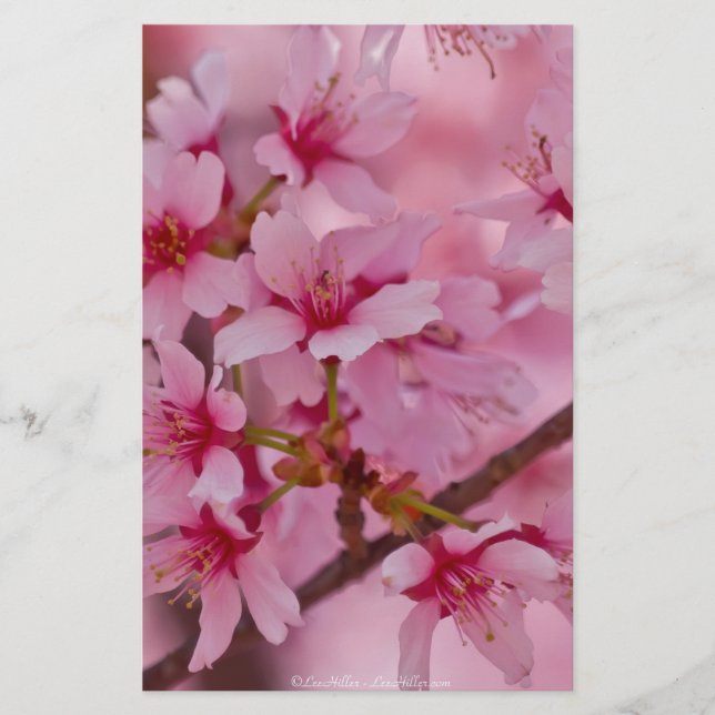 ピンクのさくらんぼに日本の染まる (正面)