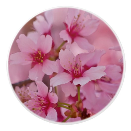 ピンクのさくらんぼに日本の染まる セラミックノブ (正面)