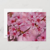 ピンクのさくらんぼに日本の染まる ポストカード (正面/裏面)