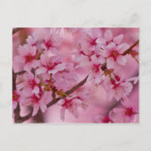 ピンクのさくらんぼに日本の染まる ポストカード (正面)