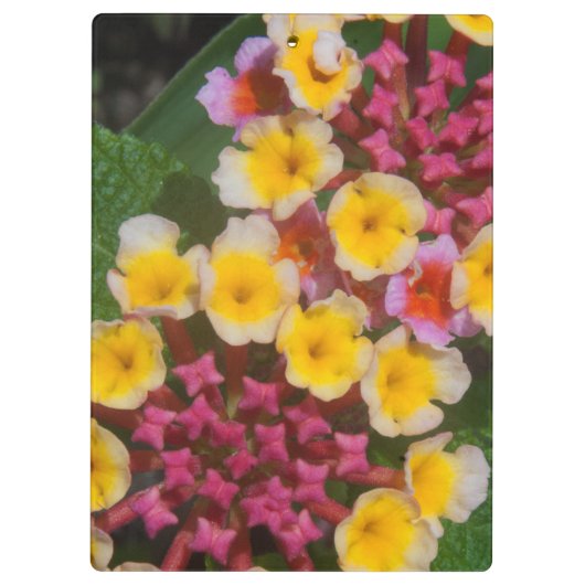 ピンクのつぼみを持つ小さな黄色い熱帯の花 クリップボード (裏面)