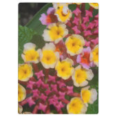 ピンクのつぼみを持つ小さな黄色い熱帯の花 クリップボード (裏面)