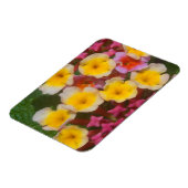 ピンクのつぼみを持つ小さな黄色い熱帯の花 マグネット (左側)