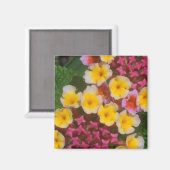 ピンクのつぼみを持つ小さな黄色い熱帯の花 マグネット (正面/裏面)