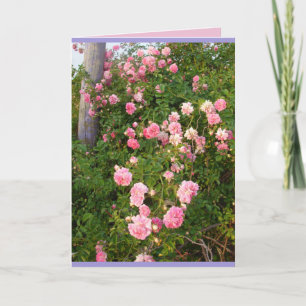 ピンクのつるばら 薔薇園の花 カード