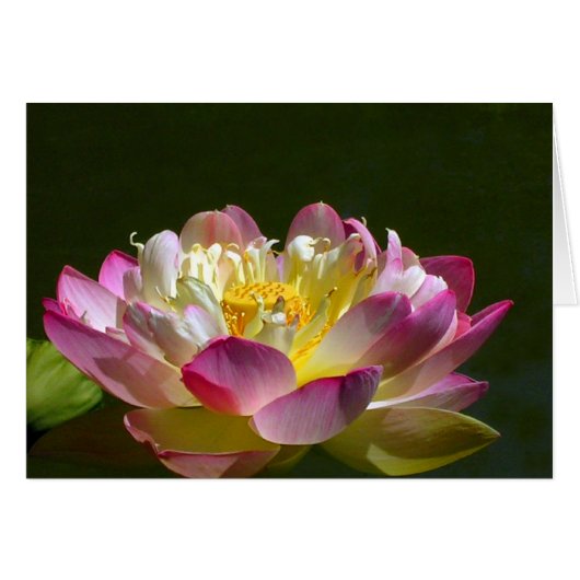 ピンクのはす (正面横)