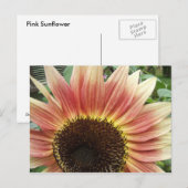 ピンクのひまわり51 ~ ポストカード (正面/裏面)